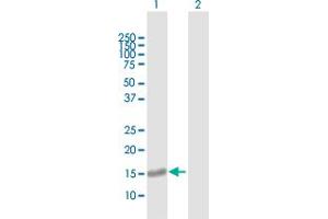GNRPX antibody  (AA 1-149)