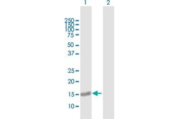 GNRPX antibody  (AA 1-149)