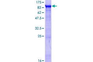 COL4A3BP Protein (AA 1-598) (GST tag)