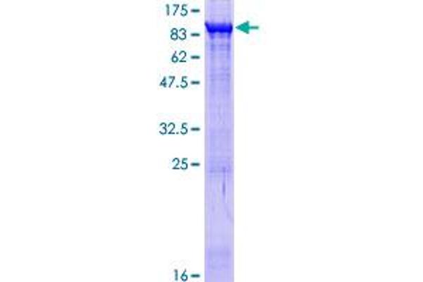COL4A3BP Protein (AA 1-598) (GST tag)