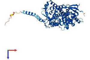 CYP4F3 Protein (AA 1-524) (His tag)