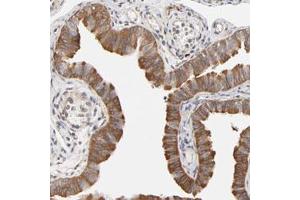 Immunohistochemical staining (Formalin-fixed paraffin-embedded sections) of human fallopian tube with ASMTL polyclonal antibody  shows cytoplasmic positivity in glandular cells.