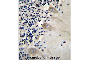 EIF3CL Antibody (N-term) (ABIN656540 and ABIN2845804) immunohistochemistry analysis in formalin fixed and paraffin embedded human cerebellum tissue followed by peroxidase conjugation of the secondary antibody and DAB staining. (EIF3CL antibody  (N-Term))