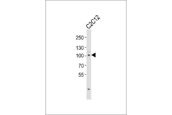 Myocardin antibody  (C-Term)