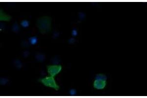 Image no. 3 for anti-Mitogen-Activated Protein Kinase 13 (MAPK13) antibody (ABIN1499955) (MAPK13 antibody)