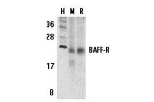 Western Blotting (WB) image for anti-Tumor Necrosis Factor Receptor Superfamily, Member 13C (TNFRSF13C) (C-Term) antibody (ABIN1030280) (TNFRSF13C antibody  (C-Term))
