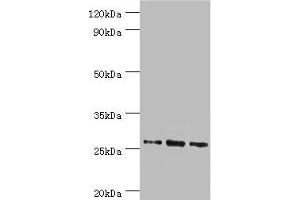 Western blot All lanes: Azurocidin antibody at 1 μg/mL Lane 1: 293T whole cell lysate Lane 2: Mouse spleen tissue Lane 3: Mouse thymus tissue Secondary Goat polyclonal to rabbit IgG at 1/10000 dilution Predicted band size: 27 kDa Observed band size: 27 kDa (Azurocidin antibody  (AA 27-251))
