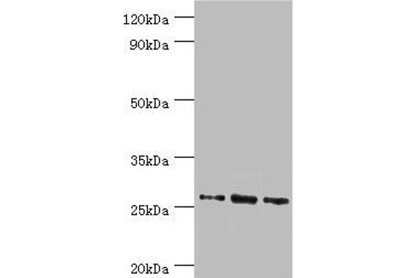 Azurocidin Antikörper  (AA 27-251)