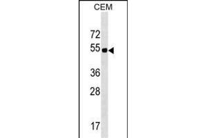 ELL3 Antibody (C-term) (ABIN1537150 and ABIN2849766) western blot analysis in CEM cell line lysates (35 μg/lane). (ELL3 antibody  (C-Term))