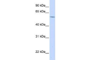 WB Suggested Anti-A1BG Antibody   Titration: 1. (A1BG antibody  (N-Term))