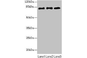 Western blot All lanes: CPEB4 antibody at 2 μg/mL Lane 1: Hela whole cell lysate Lane 2: 293T whole cell lysate Lane 3: U87 whole cell lysate Secondary Goat polyclonal to rabbit IgG at 1/10000 dilution Predicted band size: 81, 79, 37 kDa Observed band size: 81 kDa (CPEB4 antibody  (AA 244-515))
