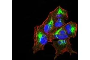 Immunofluorescence analysis of Hela cells using ERBB4 mouse mAb (green).
