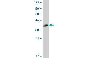 Western Blot detection against Immunogen (36. (CLK3 antibody  (AA 36-136))