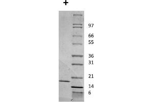 SDS-PAGE of Mouse Interleukin-2 Recombinant Protein SDS-PAGE of Mouse Interleukin-2 Recombinant Protein.