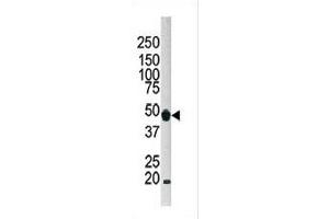 Western blot analysis of anti-G4B Pab 1809c in Hela cell lysate.