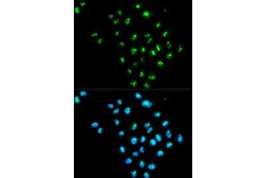 Immunofluorescence analysis of MCF-7 cells using EIF6 antibody. (EIF6 antibody  (AA 1-245))