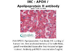 Image no. 1 for anti-Apolipoprotein H (Beta-2-Glycoprotein I) (APOH) antibody (ABIN1731884) (APOH antibody)