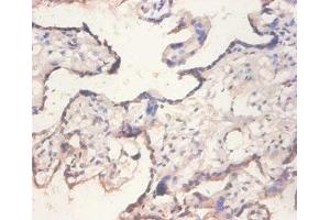 Immunohistochemistry of paraffin-embedded human placenta tissue using ABIN7152197 at dilution of 1:100 (eIF4EBP2 antibody  (AA 1-120))
