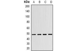 Western blot analysis of WIPI1 expression in SW480 (A), BXPC3 (B), mouse eye (C), rat brain (D) whole cell lysates. (WIPI1 antibody)