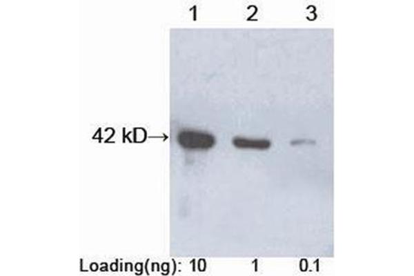 Protein A antibody  (HRP)