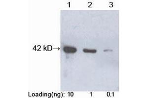 Lane 1-3: Recombinant Protein A (~42 kD) Primary antibody: 0. (Protein A antibody  (HRP))