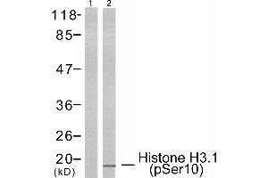 Western blot analysis of extracts from HeLa cells using Histone H3. (Histone H3.1 antibody  (pSer10))