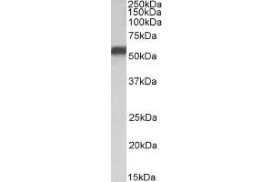 ABIN5857522 (1 µg/ml) staining of HepG2 nuclear lysate (35 µg protein in RIPA buffer). (NR5A2 + LRH1 antibody)