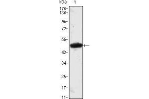Western blot analysis using MESP1 mAb against MESP1(AA: 1-200)-hIgGFc transfected HEK293 cell lysate.