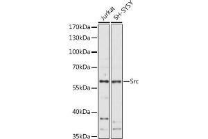Western blot analysis of extracts of various cell lines, using Src antibody (ABIN6132240, ABIN6148428, ABIN6148429 and ABIN6215399) at 1:1000 dilution. (Src antibody  (AA 1-80))