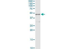 Immunoprecipitation of HGD transfected lysate using anti-HGD monoclonal antibody and Protein A Magnetic Bead , and immunoblotted with HGD MaxPab rabbit polyclonal antibody. (HGD antibody  (AA 1-329))