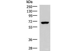 Western blot analysis of NIH/3T3 cell lysate using PPP2R1A Polyclonal Antibody at dilution of 1:850 (PPP2R1A antibody)