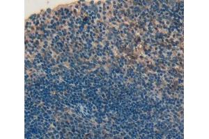 Figure. (CD226 antibody  (AA 19-254))