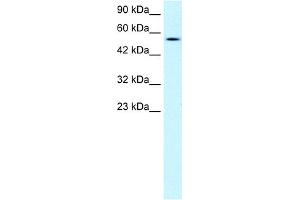 WB Suggested Anti-PNLIP Antibody Titration:  1.