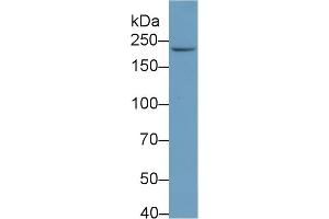 Western Blotting (WB) image for Periplakin (PPL) ELISA Kit (ABIN6720505)
