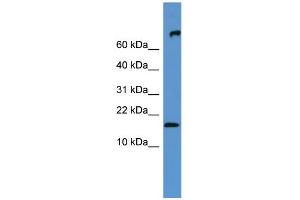 WB Suggested Anti-Fgf1 Antibody Titration:  0.