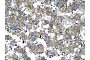 Image no. 1 for anti-Kruppel-Like Factor 15 (KLF15) (AA 45-94) antibody (ABIN202473) (KLF15 antibody  (AA 45-94))
