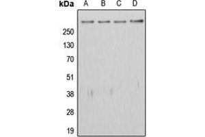 Western blot analysis of APC expression in HeLa (A), HEK293T (B), SW480 (C), rat testis (D) whole cell lysates. (APC antibody  (C-Term))