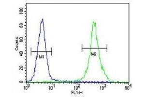 ZEB2 antibody flow cytometric analysis of MDA-MB435 cells (right histogram) compared to a negative control (left histogram). (ZEB2 antibody  (AA 1078-1105))