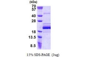BUD31 Homolog (BUD31) (AA 1-144) protein (His tag)