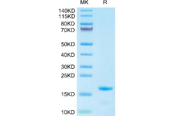 IL-3 Protein (AA 20-143) (His tag)