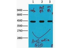 Western Blotting (WB) image for anti-Actin, beta (ACTB) antibody (ABIN3178585) (beta Actin antibody)