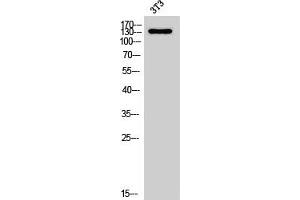 NOL8 antibody  (C-Term)