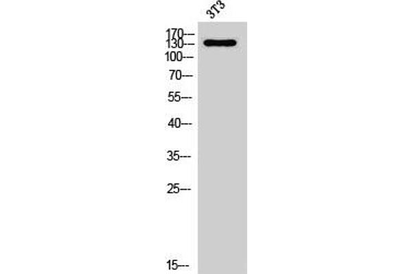 NOL8 antibody  (C-Term)