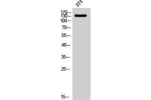 NOL8 抗体  (C-Term)
