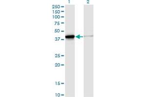 DNAJB4 antibody  (AA 1-337)