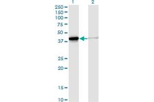 Western Blot analysis of DNAJB4 expression in transfected 293T cell line by DNAJB4 monoclonal antibody (M02), clone S13. (DNAJB4 antibody  (AA 1-337))