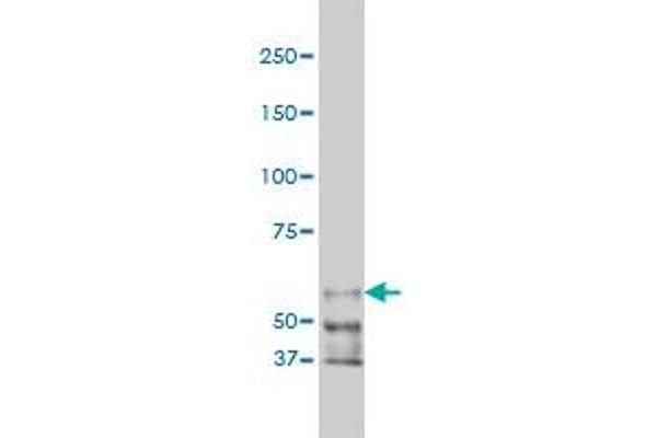 PAK1 antibody  (AA 191-280)