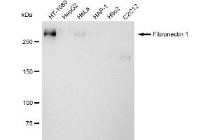 Western blotting analysis using Fibronectin 1 antibody (ABIN7798613).