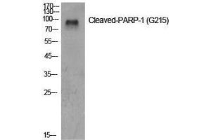 Western Blot (WB) analysis of specific cells using Cleaved-PARP-1 (G215) Polyclonal Antibody. (PARP1 antibody  (cleaved, Gly215))