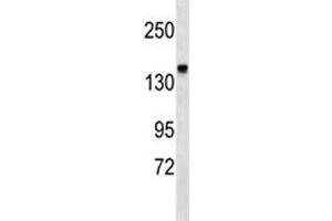 Integrin alpha 2 antibody western blot analysis in mouse kidney tissue lysate (ITGA2 antibody  (AA 1152-1180))